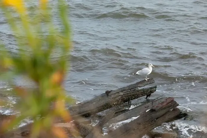 Framed Print : A Herring Gull Stands on driftwood along the coast in New Jersey Framed Print : A Herring Gull Stands on driftwood along the coast in New Jersey
