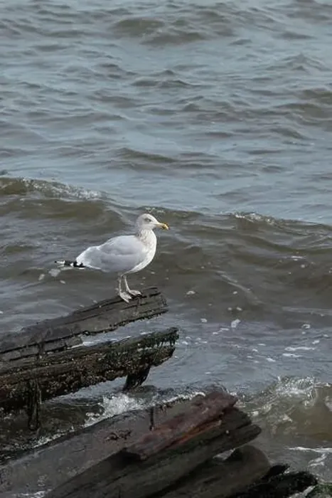 Framed Print : A Herring Gull Stands on driftwood along the coast in New Jersey Framed Print : A Herring Gull Stands on driftwood along the coast in New Jersey