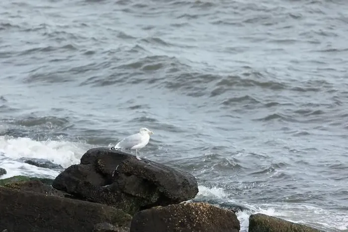 Framed Print : A Herring Gull stands on a rock along the bay in New Jersey Framed Print : A Herring Gull stands on a rock along the bay in New Jersey