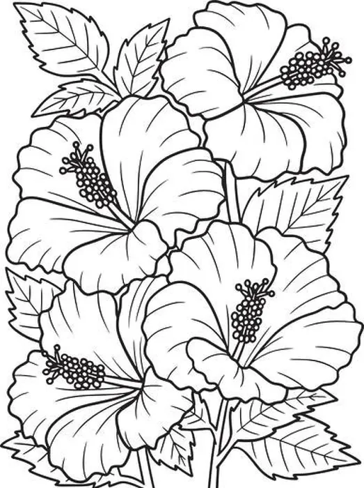 Framed Print : Hibiscus Flower Coloring Page for Adults Framed Print : Hibiscus Flower Coloring Page for Adults