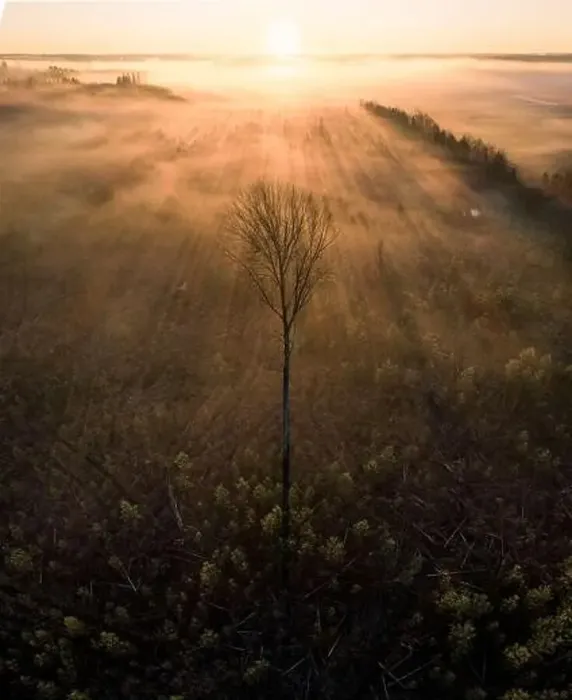 Framed Print : High angle aerial view of lonely tree against golden fog and sun rays Framed Print : High angle aerial view of lonely tree against golden fog and sun rays