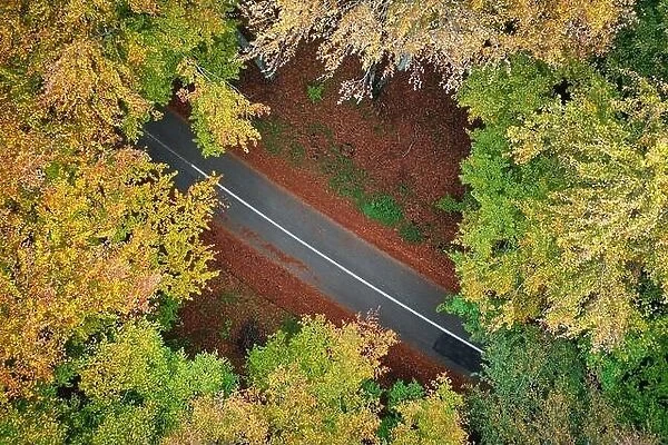 High angle view of a road trough the forest at the sunset
