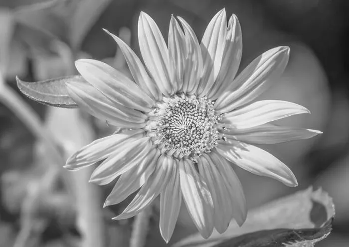 Framed Print : high key black and white marguerite / daisy blossom in bright sunshine on natural blurred background Framed Print : high key black and white marguerite / daisy blossom in bright sunshine on natural blurred background