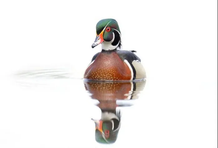 Framed Print : High-key closeup of a Wood duck male reflection swimming on Mud lake in Ottawa, Canada Framed Print : High-key closeup of a Wood duck male reflection swimming on Mud lake in Ottawa, Canada