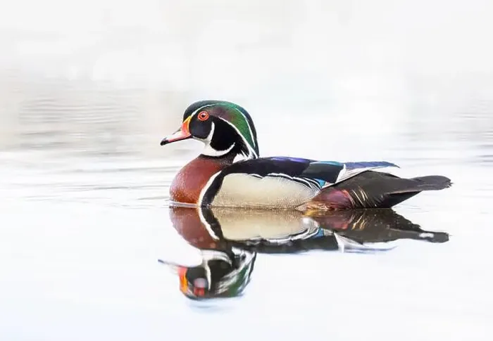 Framed Print : High-key closeup of a Wood duck male reflection swimming on Mud lake in Ottawa, Canada Framed Print : High-key closeup of a Wood duck male reflection swimming on Mud lake in Ottawa, Canada