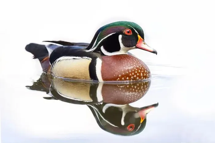 Framed Print : High-key closeup of a Wood duck male reflection swimming on Mud lake in Ottawa, Canada Framed Print : High-key closeup of a Wood duck male reflection swimming on Mud lake in Ottawa, Canada