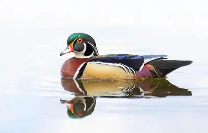 Framed Print : High-key closeup of a Wood duck male reflection swimming on Mud lake in Ottawa, Canada Framed Print : High-key closeup of a Wood duck male reflection swimming on Mud lake in Ottawa, Canada