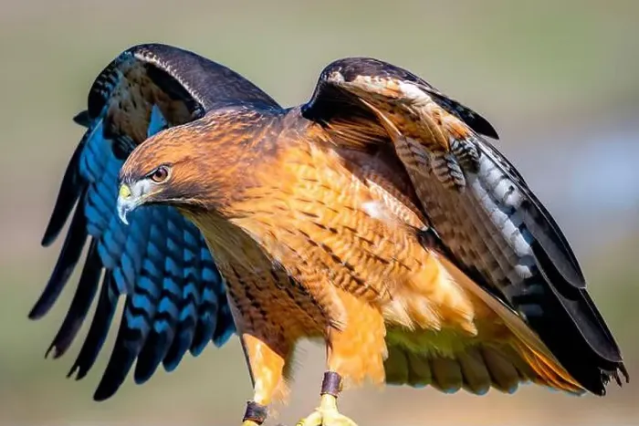 Framed Print : A high-resolution closeup shot of a Red-tailed hawk with its wings spread wide open Framed Print : A high-resolution closeup shot of a Red-tailed hawk with its wings spread wide open
