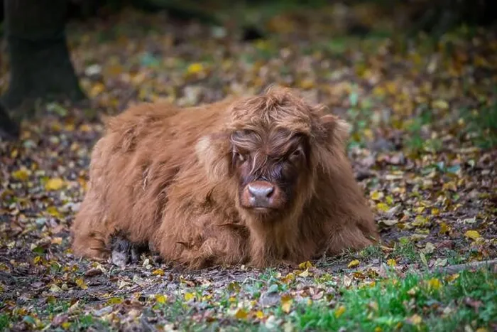 Framed Print : Highland cattle calf Framed Print : Highland cattle calf