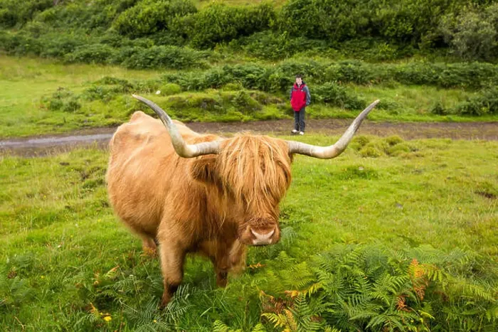 Framed Print : Highland Cattle near Tobermory, Isle of Mull, Scotland, UK Framed Print : Highland Cattle near Tobermory, Isle of Mull, Scotland, UK