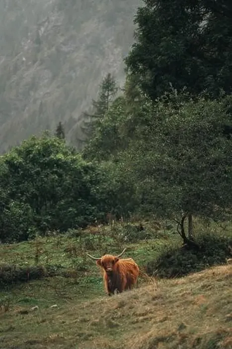Framed Print : Highland Cow Grazing in a Misty Forest Landscape Framed Print : Highland Cow Grazing in a Misty Forest Landscape