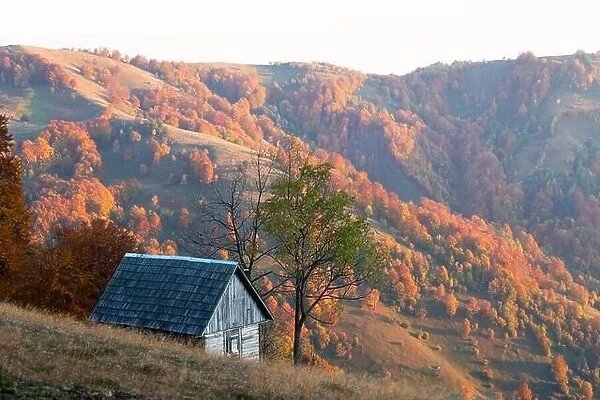 Highland meadow with wooden cabin and red beech trees wich covered autumn mountains. Landscape photography
