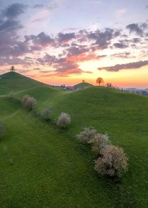 Framed Print : Hill landscape in switzerland during sunset, on each hill there is a tree