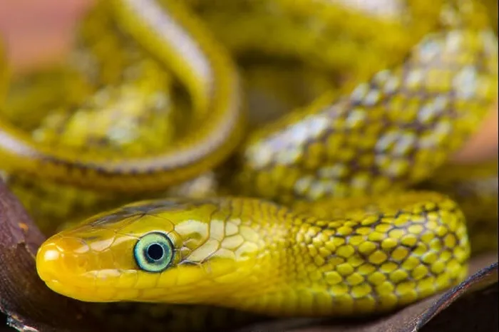 Framed Print : Himalayan trinket snake / Orthriophis hodgsoni Framed Print : Himalayan trinket snake / Orthriophis hodgsoni