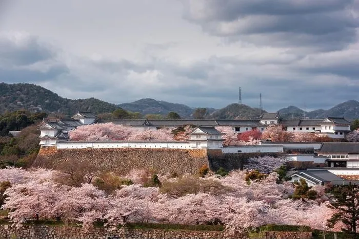 Framed Print : Himeji, Japan at Himeji Castle outer wall during spring cherry blossom season in the day Framed Print : Himeji, Japan at Himeji Castle outer wall during spring cherry blossom season in the day