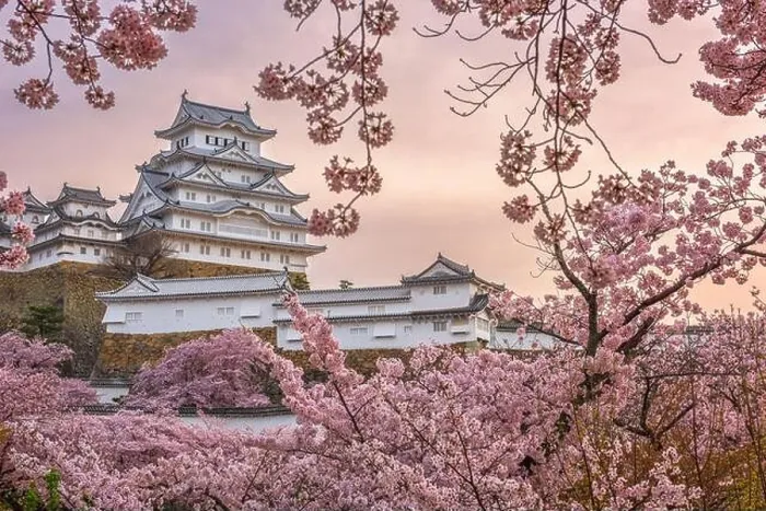 Framed Print : Himeji, Japan at Himeji Castle during spring cherry blossom season