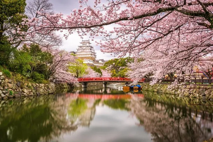 Framed Print : Himeji, Japan at Himeji Castle during spring cherry blossom season Framed Print : Himeji, Japan at Himeji Castle during spring cherry blossom season