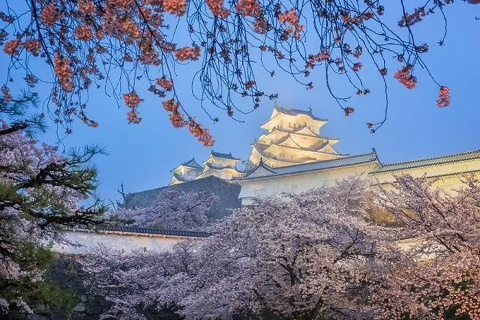 Framed Print : Himeji, Japan at Himeji Castle during spring cherry blossom season at twilight Framed Print : Himeji, Japan at Himeji Castle during spring cherry blossom season at twilight
