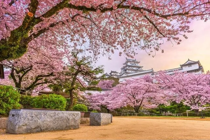 Framed Print : Himeji, Japan at Himeji Castle in spring with cherry blossoms in full bloom Framed Print : Himeji, Japan at Himeji Castle in spring with cherry blossoms in full bloom