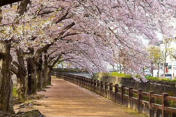 Himeji, Japan spring time park walkway with cherry blossoms