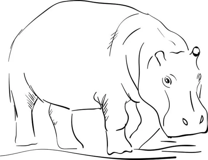 Framed Print : Hippo drawing, illustration, vector on white background Framed Print : Hippo drawing, illustration, vector on white background