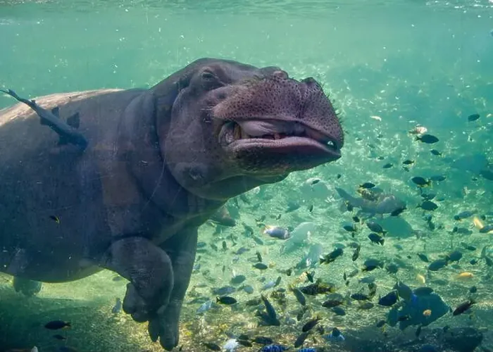 Framed Print : Hippopotamus in the aquarium walking on the bottom of the aquarium Framed Print : Hippopotamus in the aquarium walking on the bottom of the aquarium