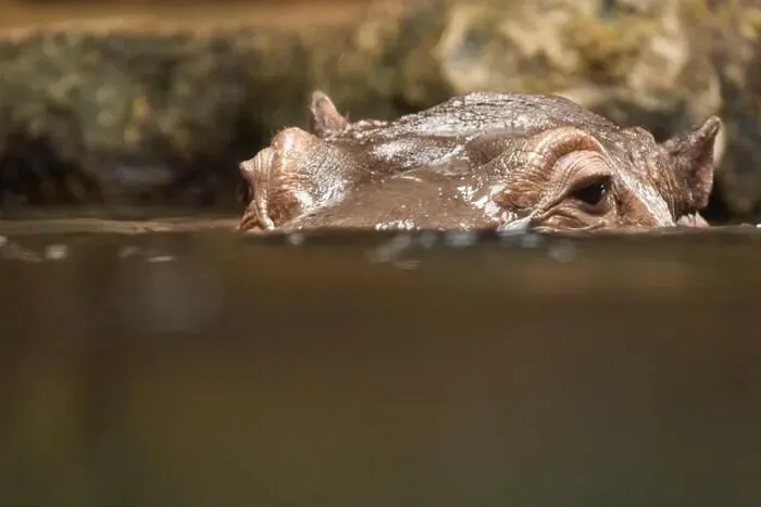 Framed Print : Hippopotamus, also shortened to hippo (pl.: hippos; Hippopotamus amphibius) Framed Print : Hippopotamus, also shortened to hippo (pl.: hippos; Hippopotamus amphibius)