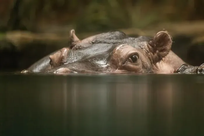 Framed Print : Hippopotamus, also shortened to hippo (pl.: hippos; Hippopotamus amphibius) Framed Print : Hippopotamus, also shortened to hippo (pl.: hippos; Hippopotamus amphibius)