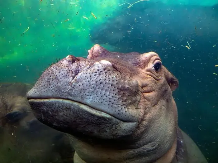 Framed Print : hippopotamus underwater hippo swimming close up looking at you