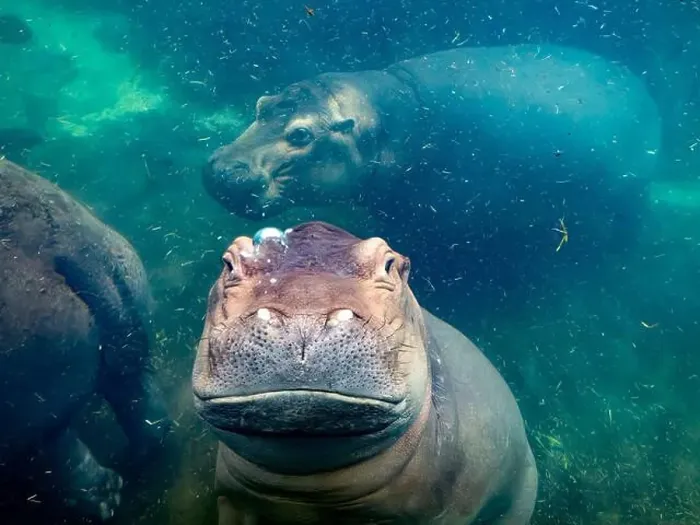 Framed Print : hippopotamus underwater hippo swimming close up looking at you Framed Print : hippopotamus underwater hippo swimming close up looking at you