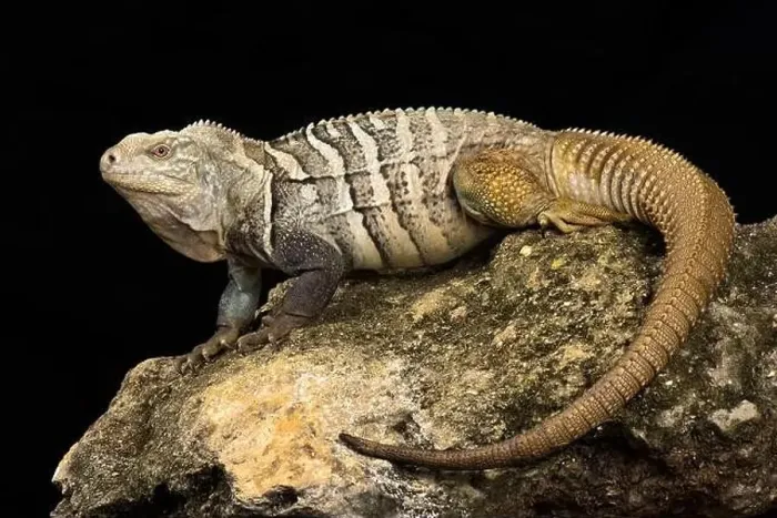 Framed Print : Hispaniolan ground iguana (Cyclura ricordi) Framed Print : Hispaniolan ground iguana (Cyclura ricordi)