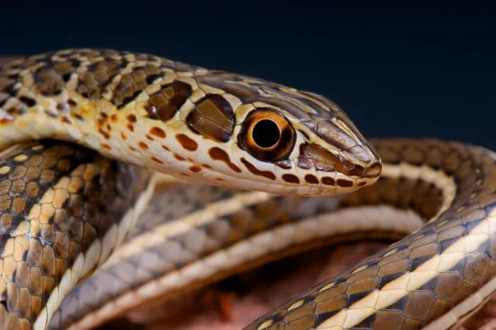 Framed Print : Hissing sand snake / Psammophis sibilans Framed Print : Hissing sand snake / Psammophis sibilans