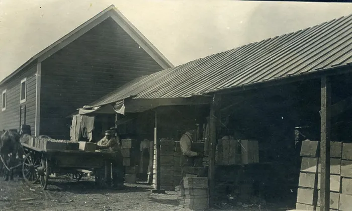 Framed Print : A historical photograph capturing workers in a tomato packing shed in Milton-Freewater Framed Print : A historical photograph capturing workers in a tomato packing shed in Milton-Freewater