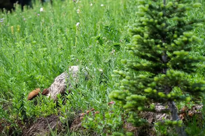 Framed Print : Hoary Marmot walking into a hillside subalpine wildflower meadow Framed Print : Hoary Marmot walking into a hillside subalpine wildflower meadow