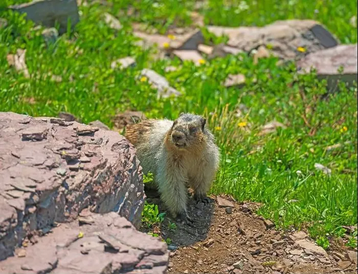 Framed Print : Hoary Marmot Wandering an Alpine Meadow Near Logan Pass in Glacier National Park in Montana