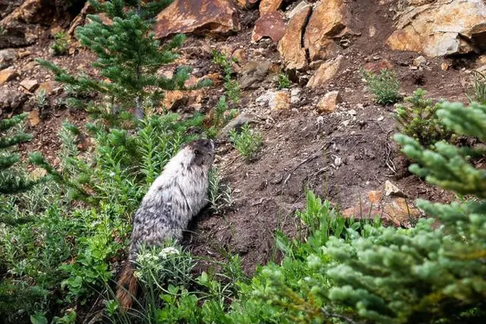 Framed Print : Hoary Marmot in the wild climbing up a steep hill Framed Print : Hoary Marmot in the wild climbing up a steep hill
