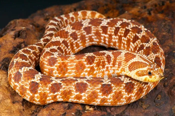 Framed Print : Hognose snake / Heterodon nasicus Framed Print : Hognose snake / Heterodon nasicus