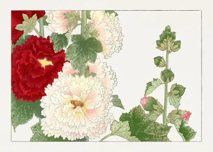 Framed Print : Hollyhock flower. Asian art. Japanese flower woodblock art by Tanigami Kônan Framed Print : Hollyhock flower. Asian art. Japanese flower woodblock art by Tanigami Kônan
