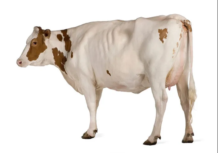 Framed Print : Holstein cow, 4 years old, standing against white background Framed Print : Holstein cow, 4 years old, standing against white background