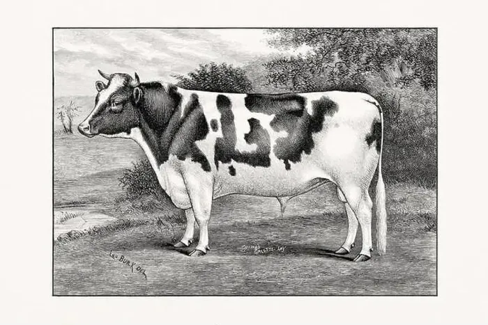 Framed Print : Holstein-Friesian Cattle. Antique cattle illustration of a bull from an 1887 livestock book Framed Print : Holstein-Friesian Cattle. Antique cattle illustration of a bull from an 1887 livestock book