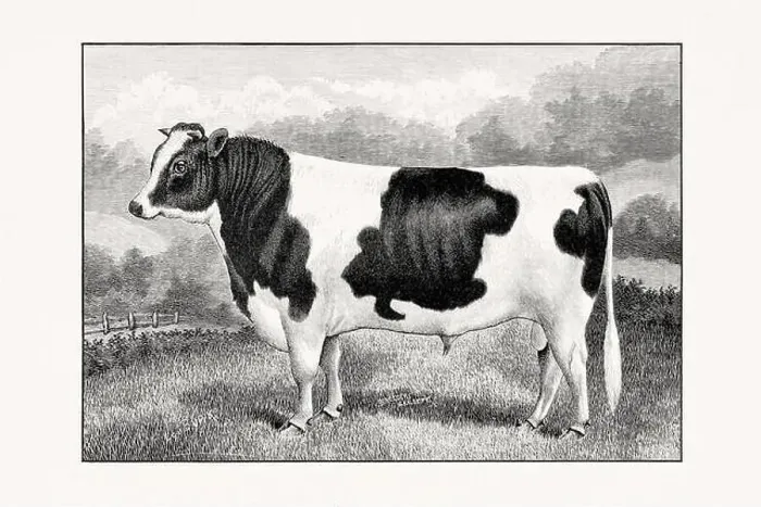 Framed Print : Holstein-Friesian Cattle. Antique cattle illustration of a bull from an 1887 livestock book Framed Print : Holstein-Friesian Cattle. Antique cattle illustration of a bull from an 1887 livestock book