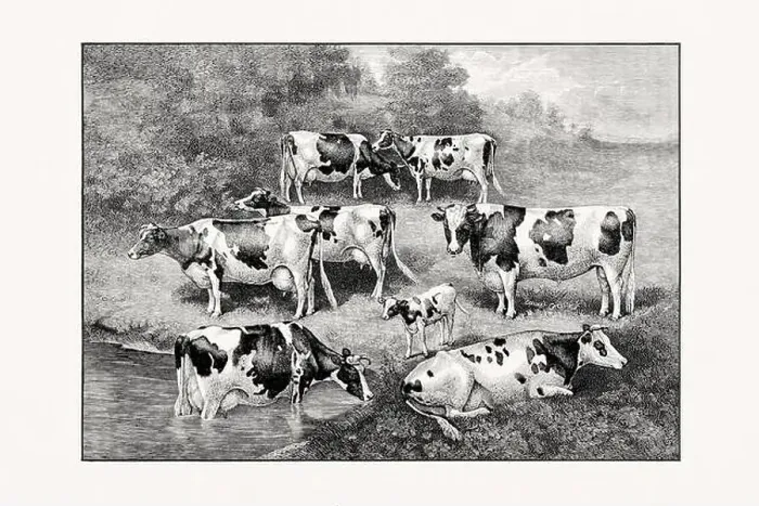 Framed Print : Holstein-Friesian Cattle. Vintage cattle illustration from an 1887 livestock book Framed Print : Holstein-Friesian Cattle. Vintage cattle illustration from an 1887 livestock book