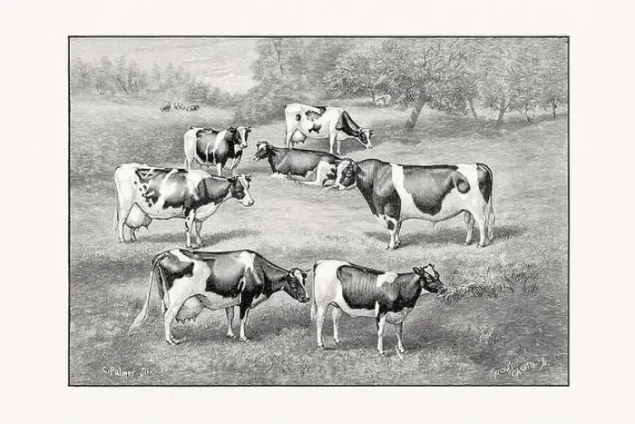 Framed Print : Holstein-Friesian Cattle. Vintage cattle illustration from an 1887 livestock book Framed Print : Holstein-Friesian Cattle. Vintage cattle illustration from an 1887 livestock book