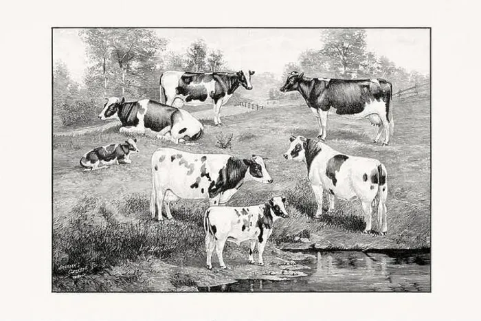 Framed Print : Holstein-Friesian Cattle. Vintage cattle illustration from an 1887 livestock book Framed Print : Holstein-Friesian Cattle. Vintage cattle illustration from an 1887 livestock book