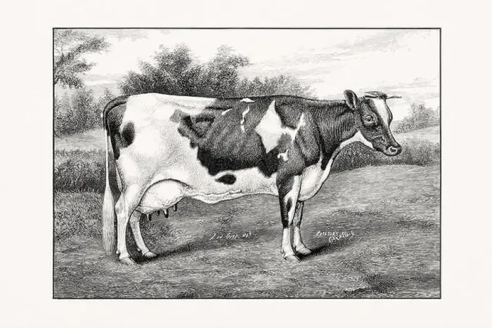 Framed Print : Holstein-Friesian Cattle. Vintage cattle illustration of a cow from an 1887 livestock book Framed Print : Holstein-Friesian Cattle. Vintage cattle illustration of a cow from an 1887 livestock book