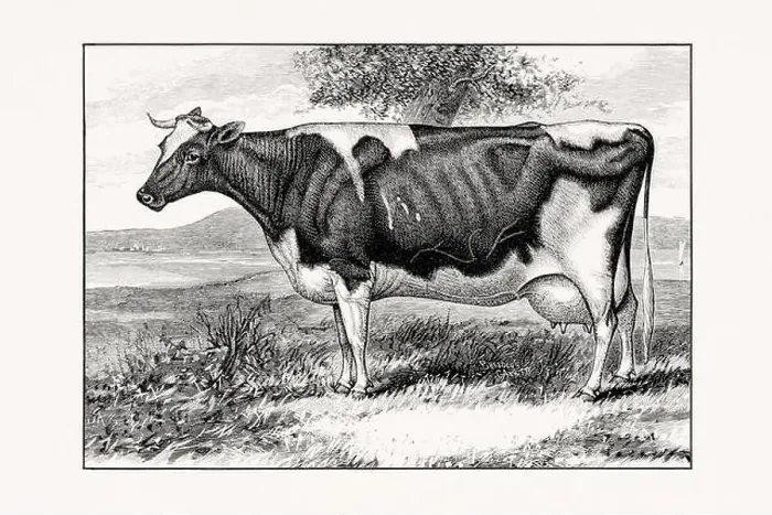 Framed Print : Holstein-Friesian Cattle. Vintage cattle illustration of a cow from an 1887 livestock book Framed Print : Holstein-Friesian Cattle. Vintage cattle illustration of a cow from an 1887 livestock book