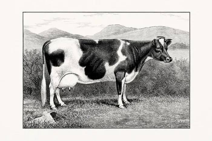 Framed Print : Holstein-Friesian Cattle. Vintage cattle illustration of a cow from an 1887 livestock book Framed Print : Holstein-Friesian Cattle. Vintage cattle illustration of a cow from an 1887 livestock book
