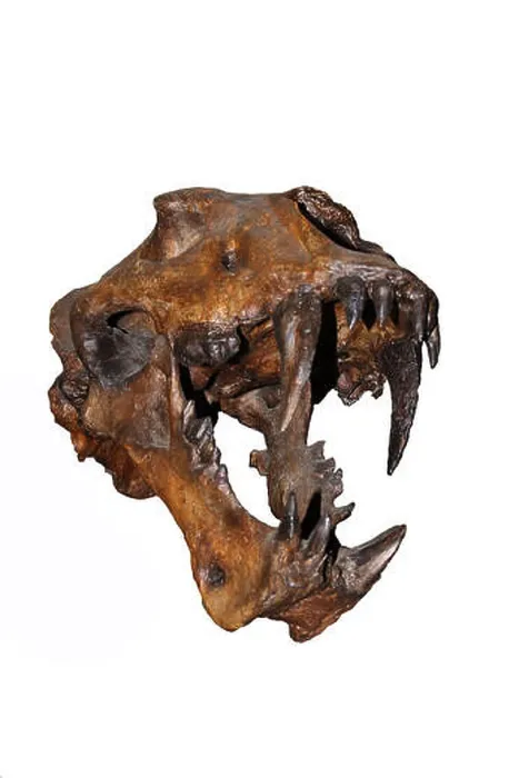 Framed Print : Homotherium serum, skeleton the scimitar cat in the Beringia museum of Canada Framed Print : Homotherium serum, skeleton the scimitar cat in the Beringia museum of Canada