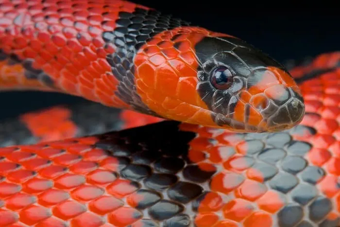 Framed Print : Honduran milk snake  /  Lampropeltis triangulum hondurensis