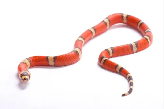 Framed Print : Honduran milk snake, Lampropeltis triangulum hondurensis, hypomelanistic Framed Print : Honduran milk snake, Lampropeltis triangulum hondurensis, hypomelanistic